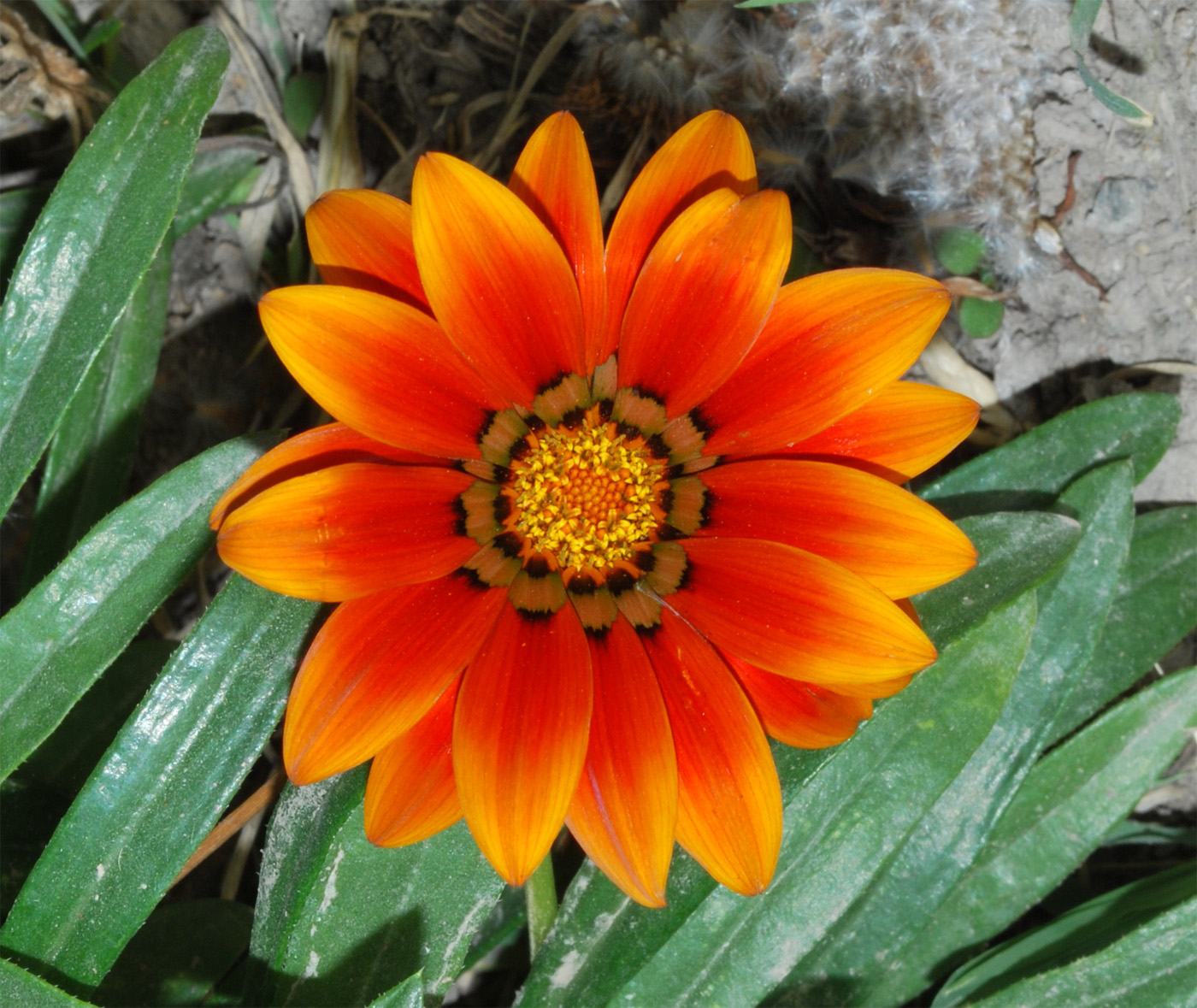 Image of Gazania × hybrida specimen.