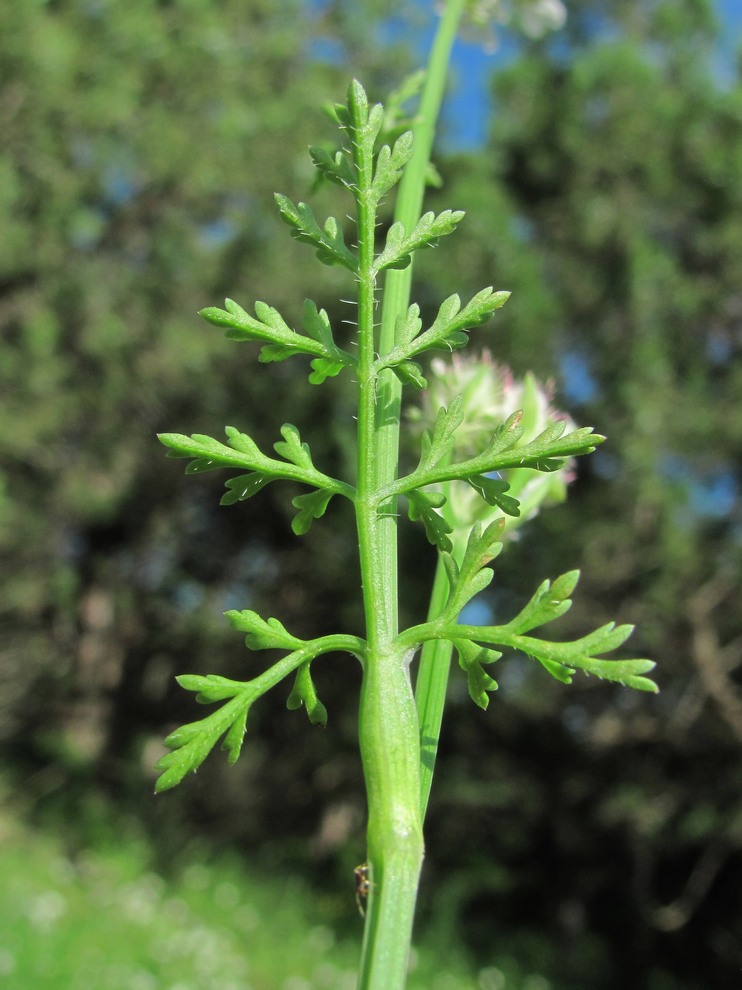 Image of Orlaya daucoides specimen.