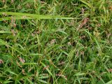 Persicaria minor