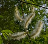 genus Salix. Часть ветви с соплодиями. Пермский край, г. Пермь, Кировский р-н, обочина грунтовой дороги. 18 июня 2017 г.