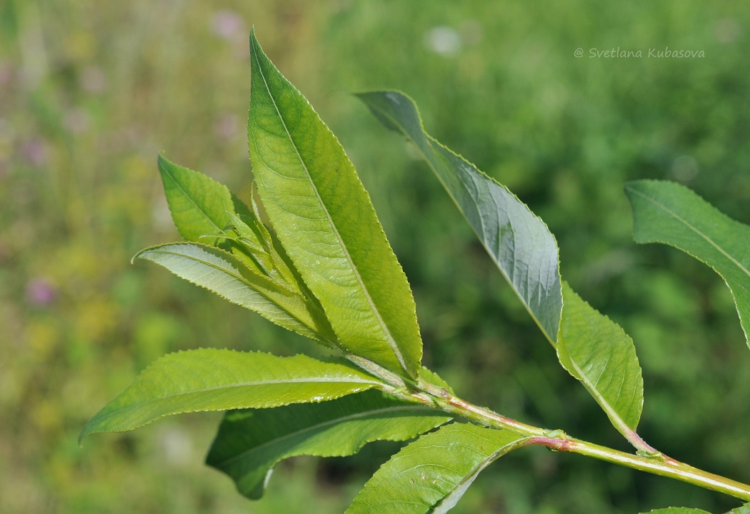 Image of Salix daphnoides specimen.