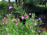 Epilobium hirsutum. Верхушка цветущего растения. Беларусь, Гродненская обл., Новогрудский р-н, Ладеникский сельсовет, дер. Городечно, левый берег р. Валовка, опушка черноольшанника крапиво-бодякового. 19.08.2015.