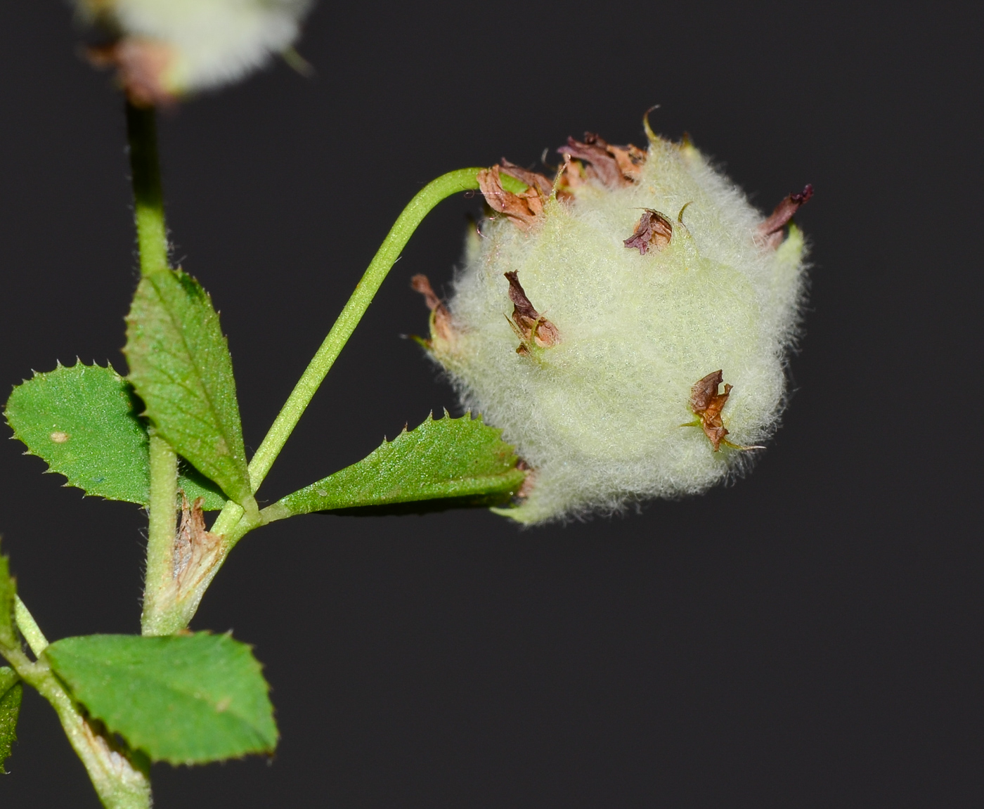 Image of Trifolium tomentosum specimen.