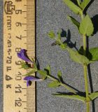 Scutellaria galericulata. Часть цветущего растения. Восточный Казахстан, г. Усть-Каменогорск, берег р. Ульба, влажный луг. 28.08.2017.