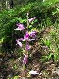 Cephalanthera rubra. Соцветие. Средний Урал, Пермский край, Кунгурский р-н, окр. с. Филипповка, правый берег р. Сылва, камень Ермак, крутой склон, лес с преобладанием сосны. 16.07.2017.