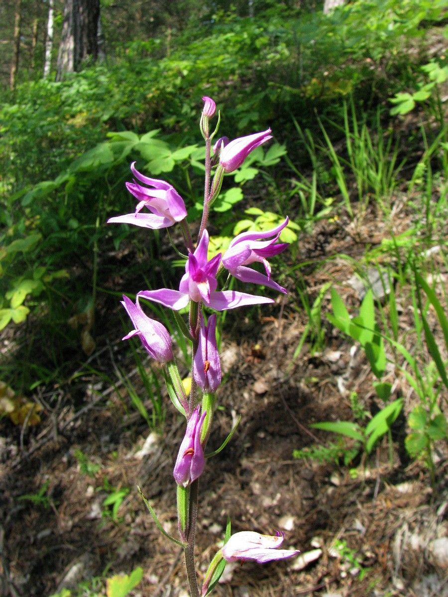 Изображение особи Cephalanthera rubra.