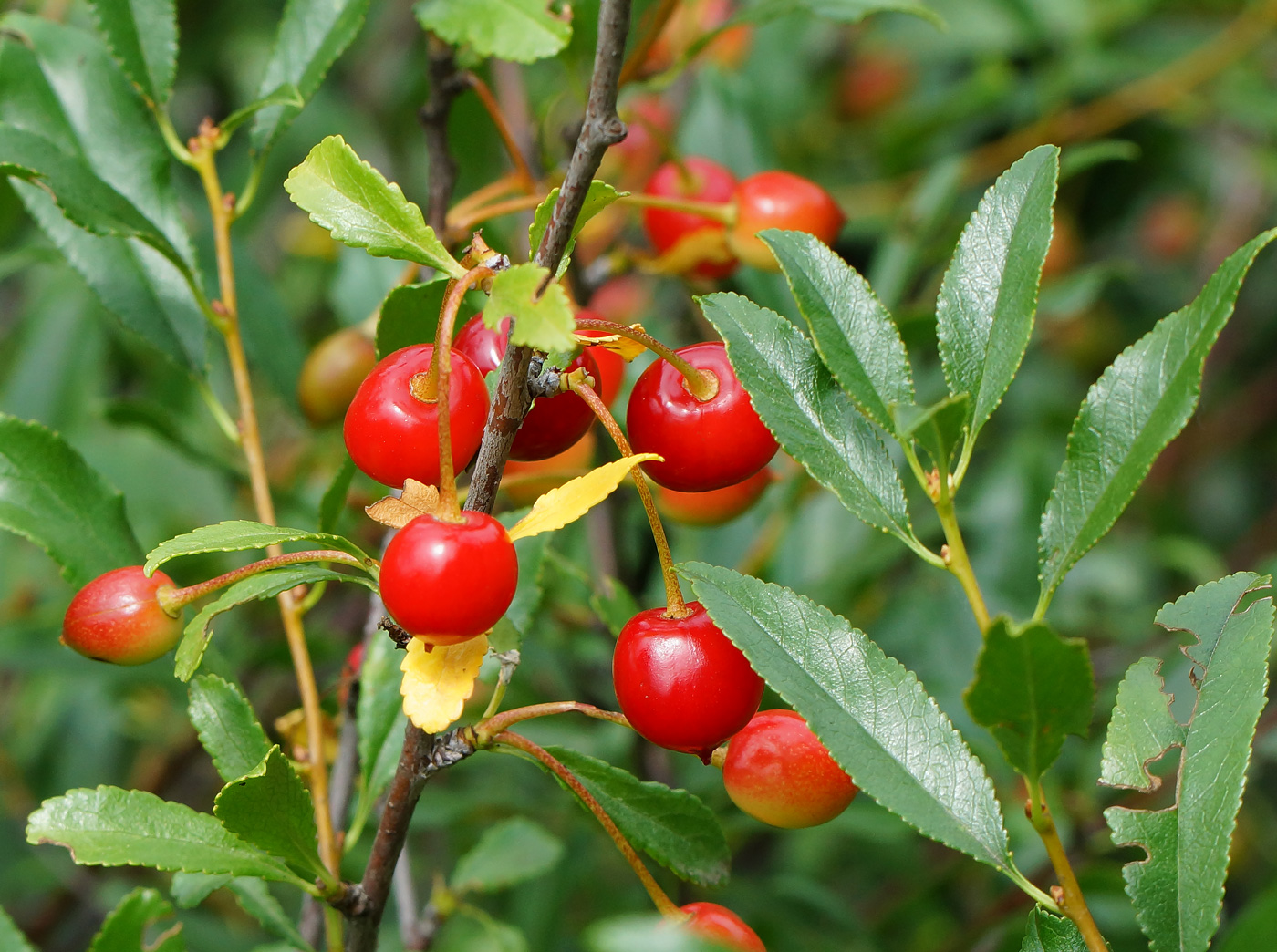 Image of Cerasus fruticosa specimen.