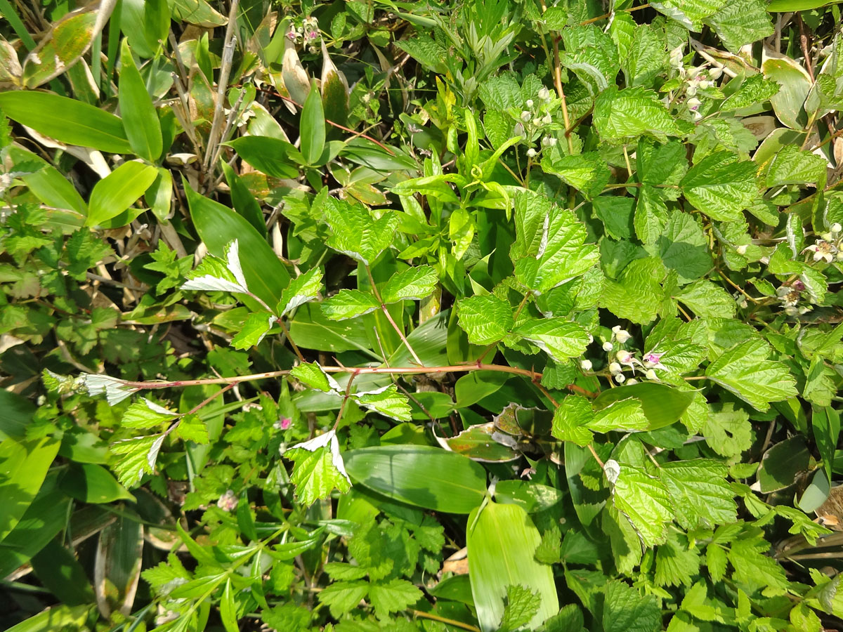 Image of Rubus mesogaeus specimen.