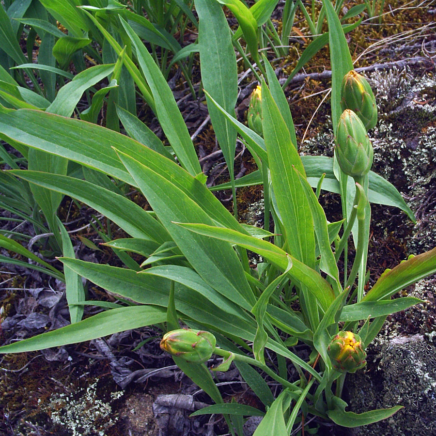 Изображение особи Scorzonera glabra.