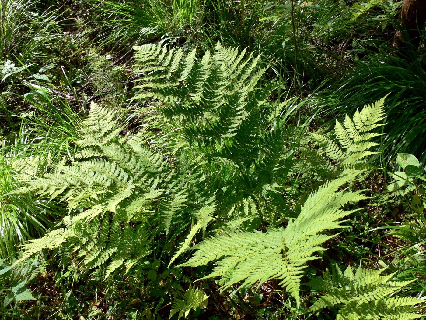 Image of Dryopteris assimilis specimen.