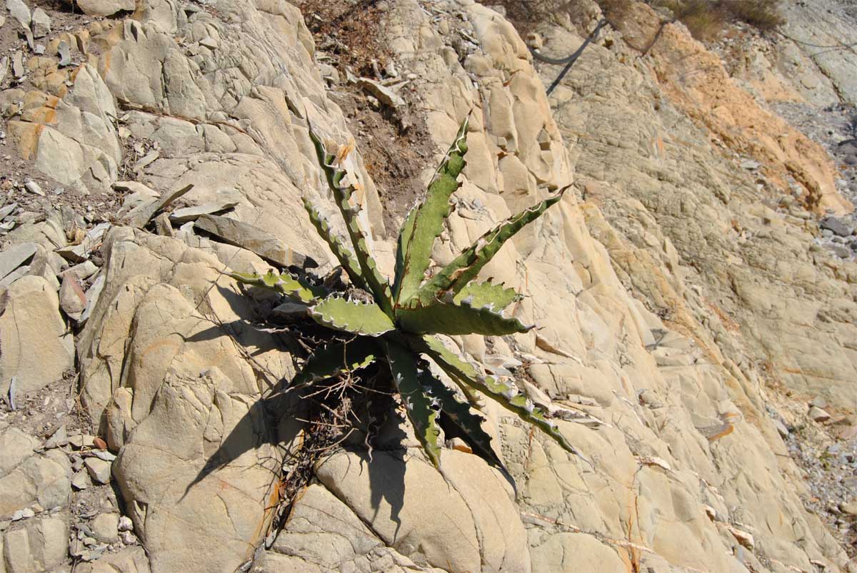 Image of Agave xylonacantha specimen.