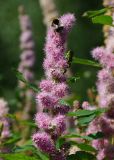 Spiraea × billardii. Соцветие с кормящимся шмелём. Восточный Казахстан, г. Усть-Каменогорск, Архитектурно-ландшафтный музей-заповедник, в культуре. 11.07.2017.