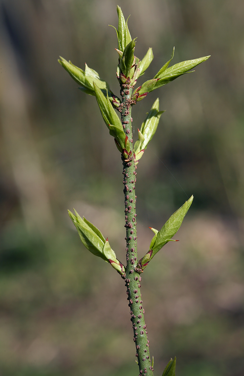 Изображение особи Euonymus verrucosus.