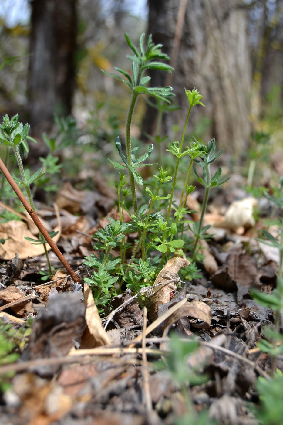 Изображение особи Galium humifusum.