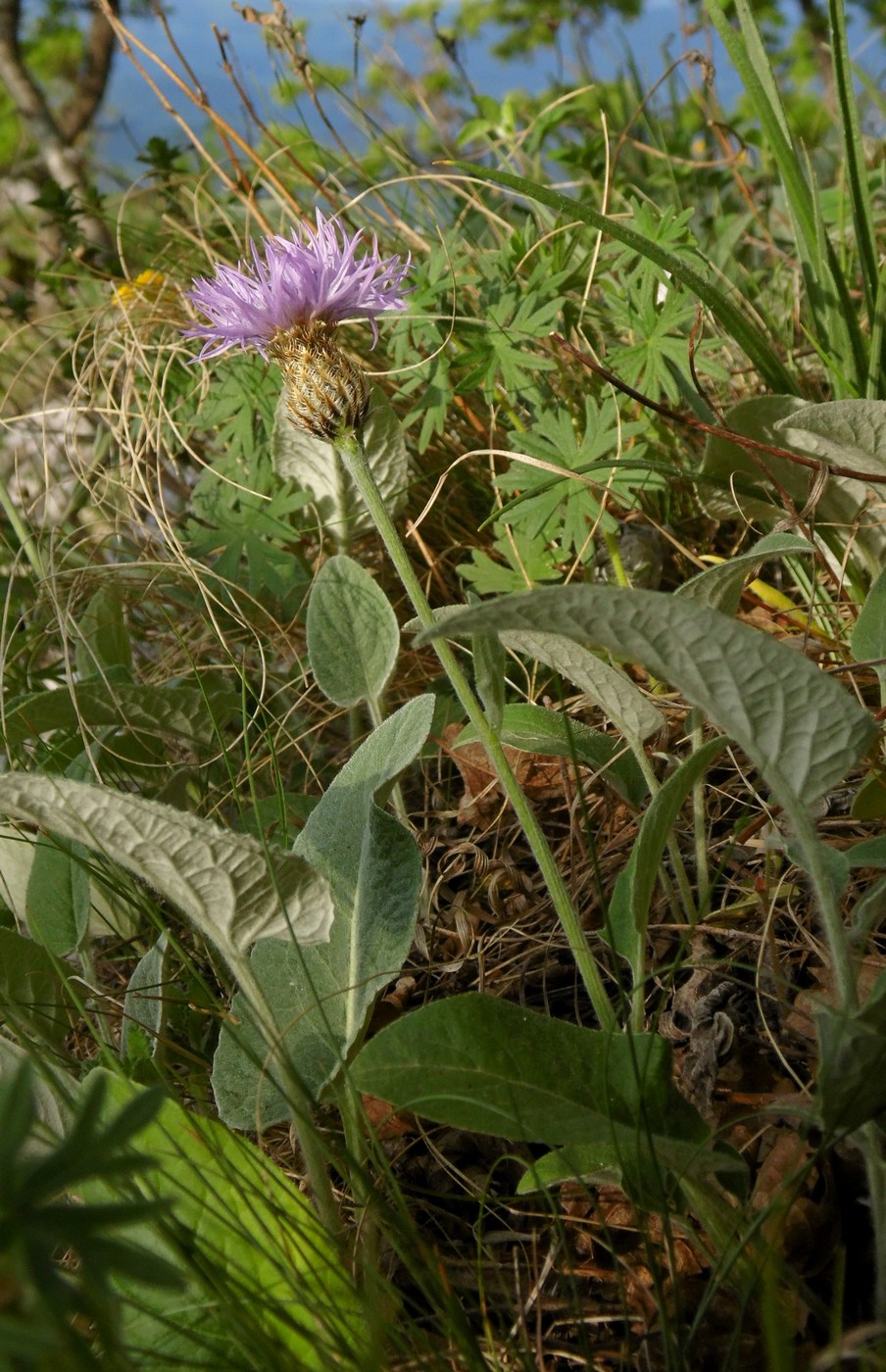 Изображение особи Psephellus circassicus.