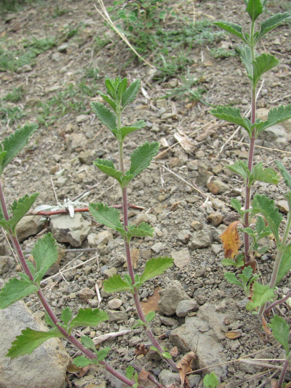 Image of Teucrium chamaedrys specimen.