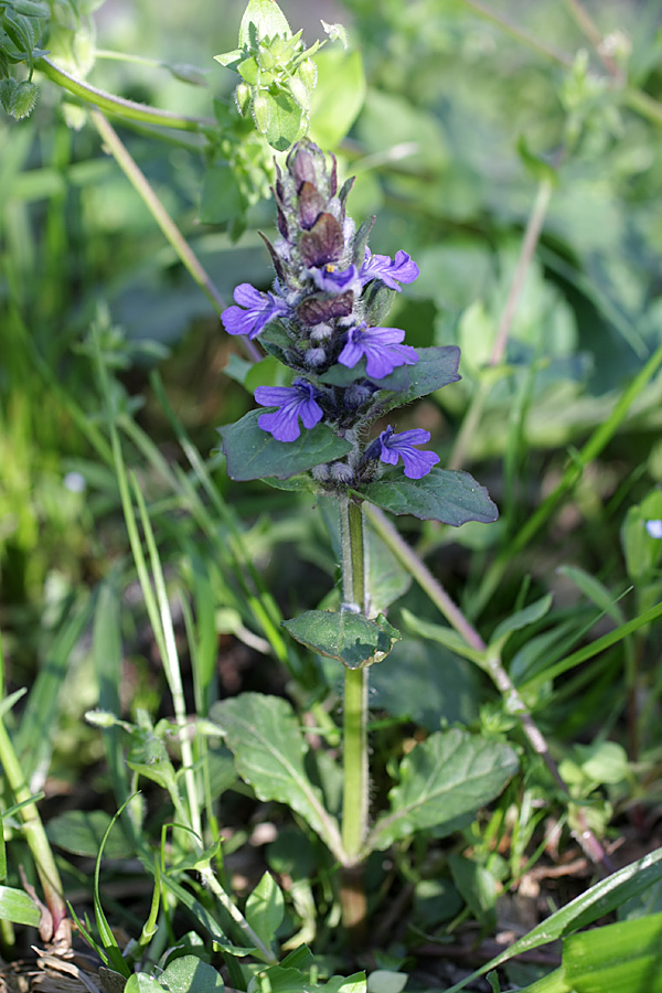 Image of Ajuga reptans specimen.