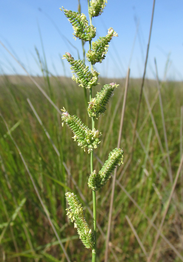 Изображение особи Beckmannia eruciformis.