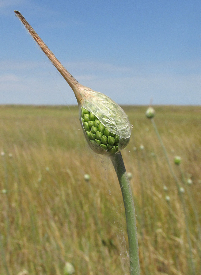 Изображение особи Allium regelianum.