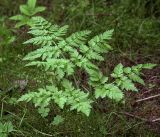 Anthriscus sylvestris