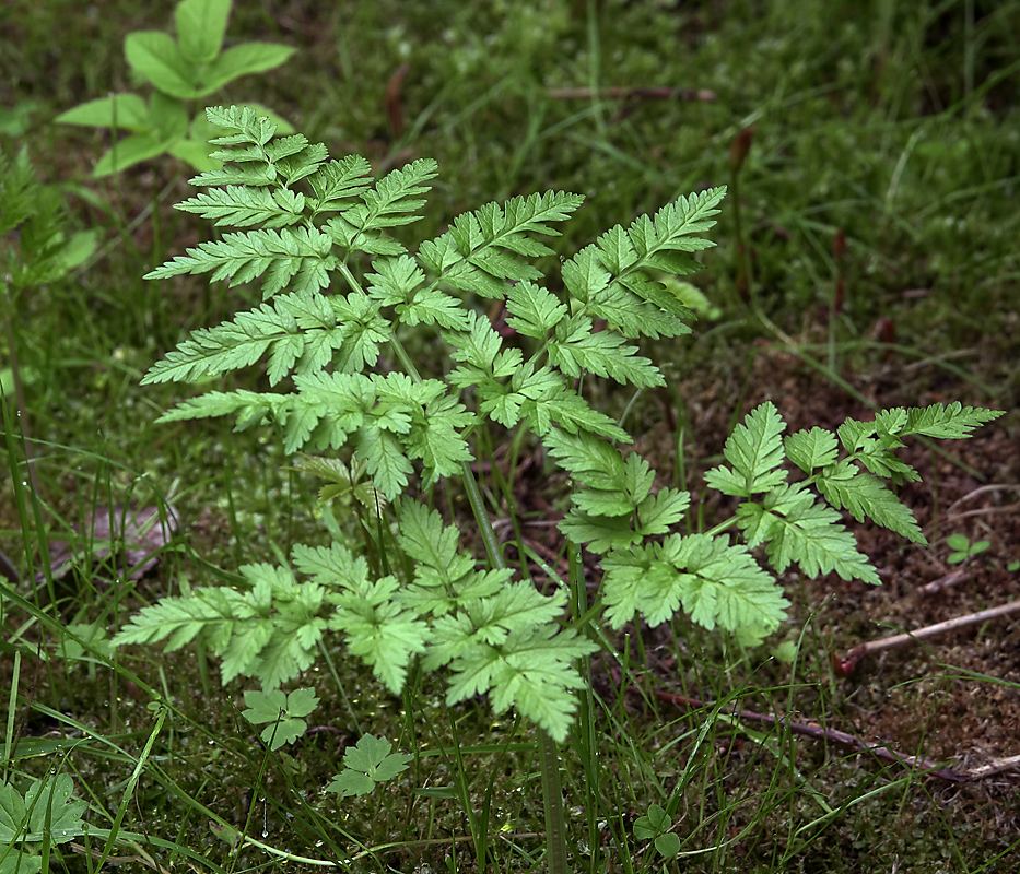 Изображение особи Anthriscus sylvestris.