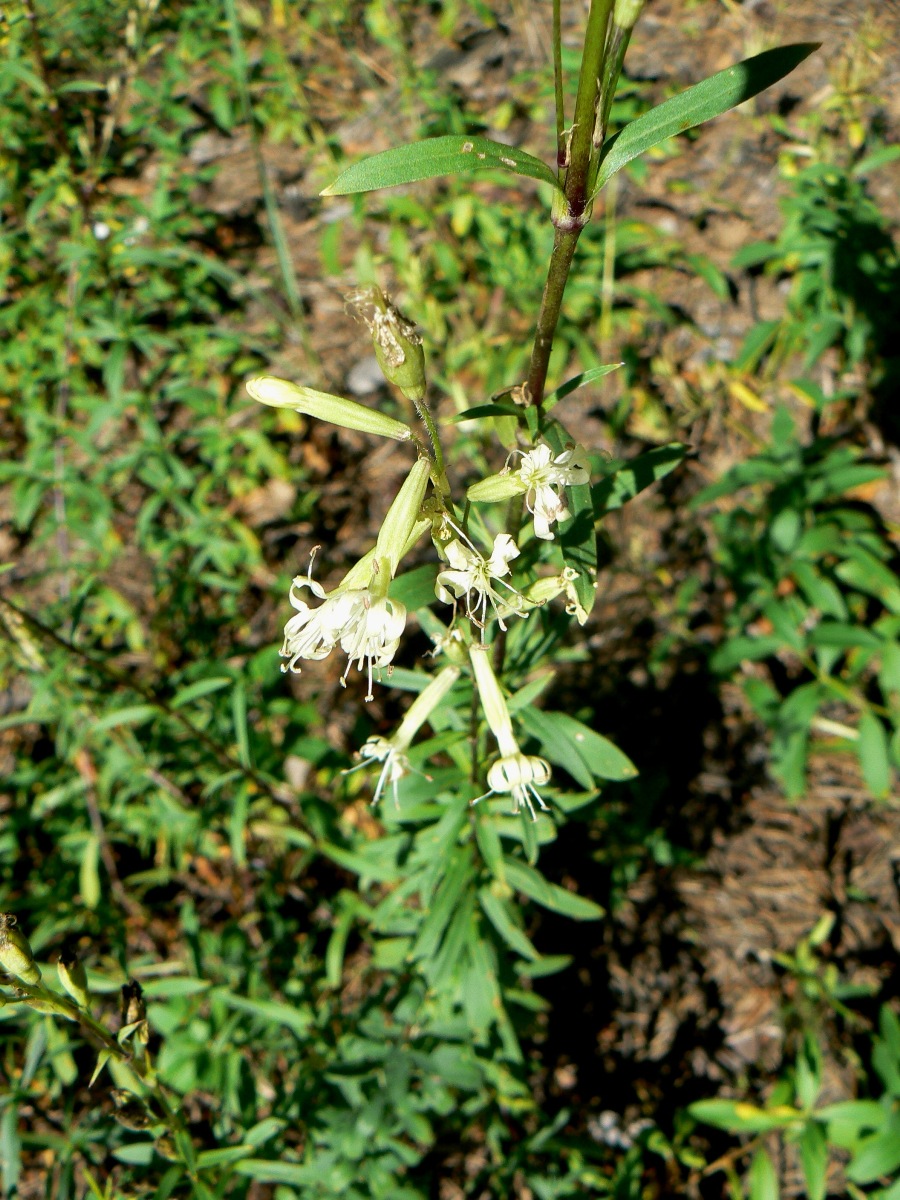 Image of Silene tatarica specimen.