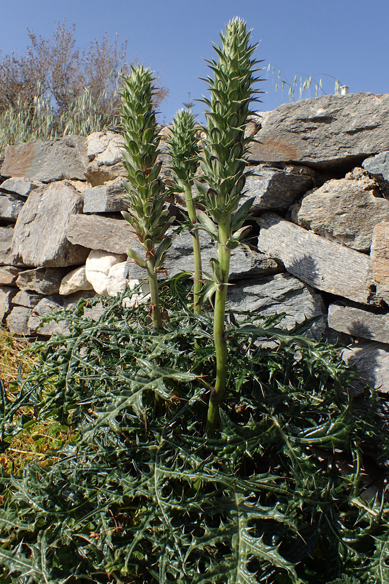 Image of Acanthus spinosus specimen.