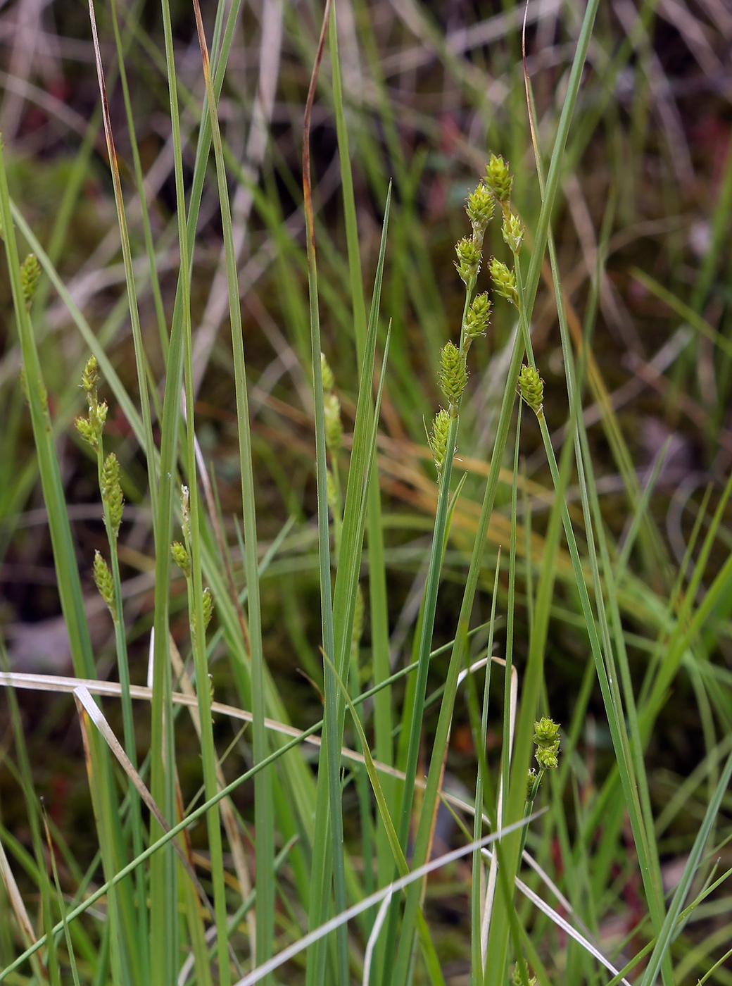 Изображение особи Carex canescens.