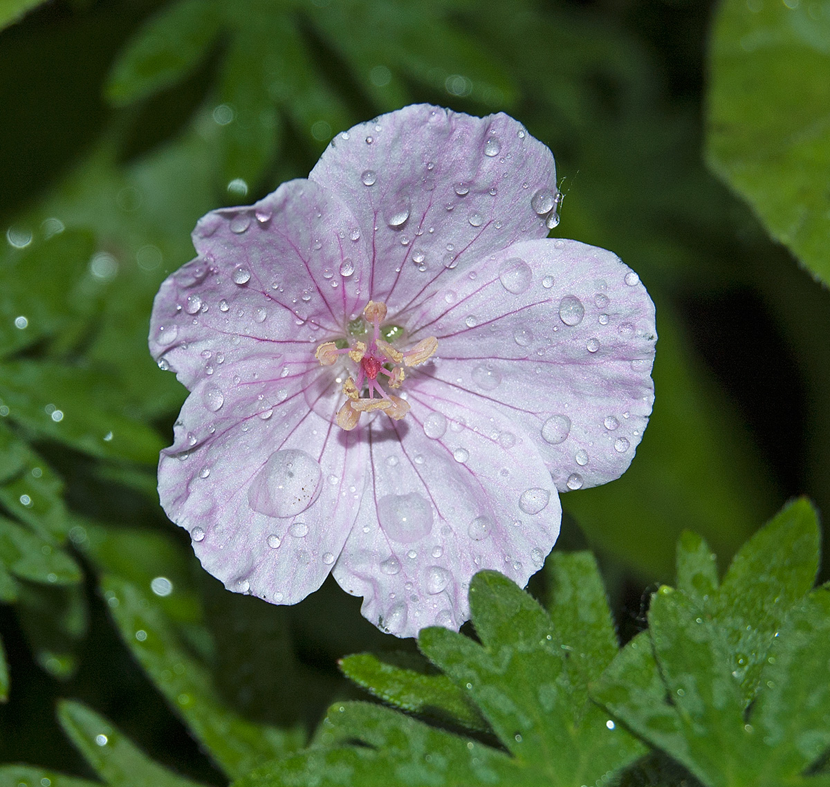 Изображение особи Geranium sanguineum.