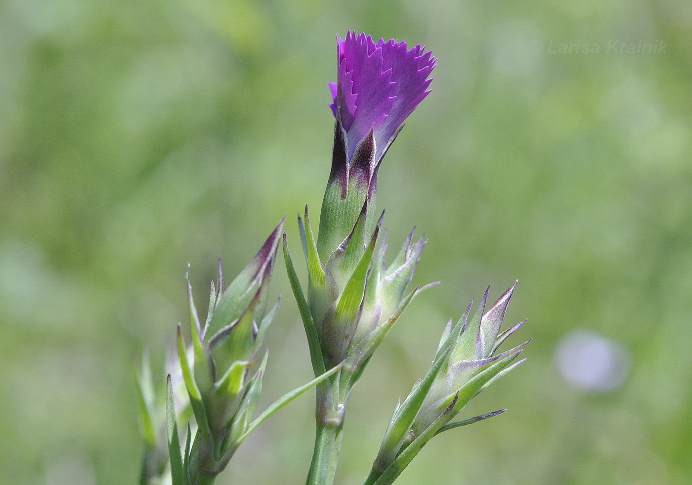Image of Dianthus chinensis specimen.