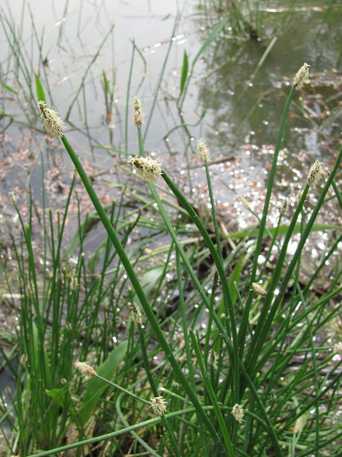 Image of genus Eleocharis specimen.