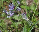 Asperula arvensis