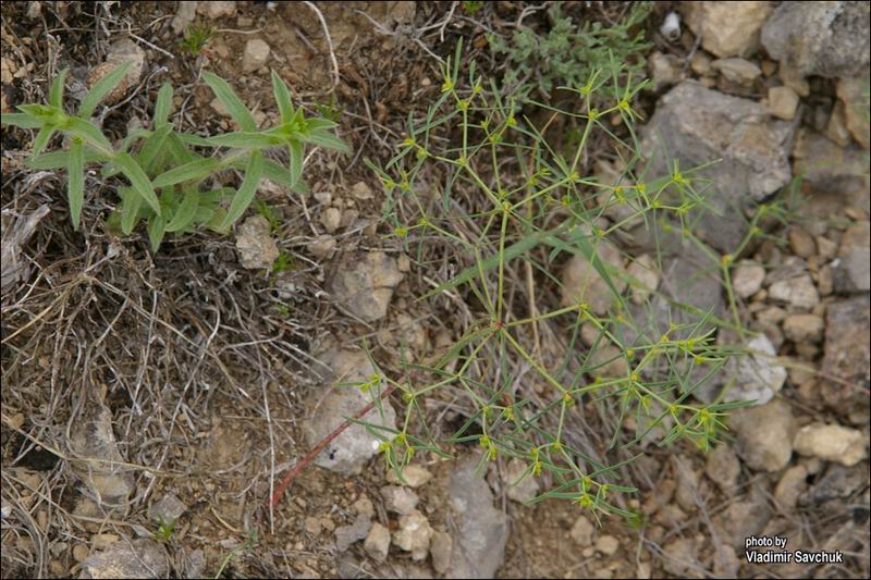 Image of Euphorbia ledebourii specimen.