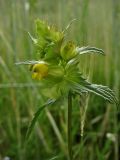 Rhinanthus aestivalis. Соцветие. Нидерланды, провинция Gelderland, община Heumen, на залежи. 12 июня 2010 г.