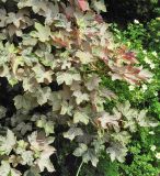 Acer pseudoplatanus