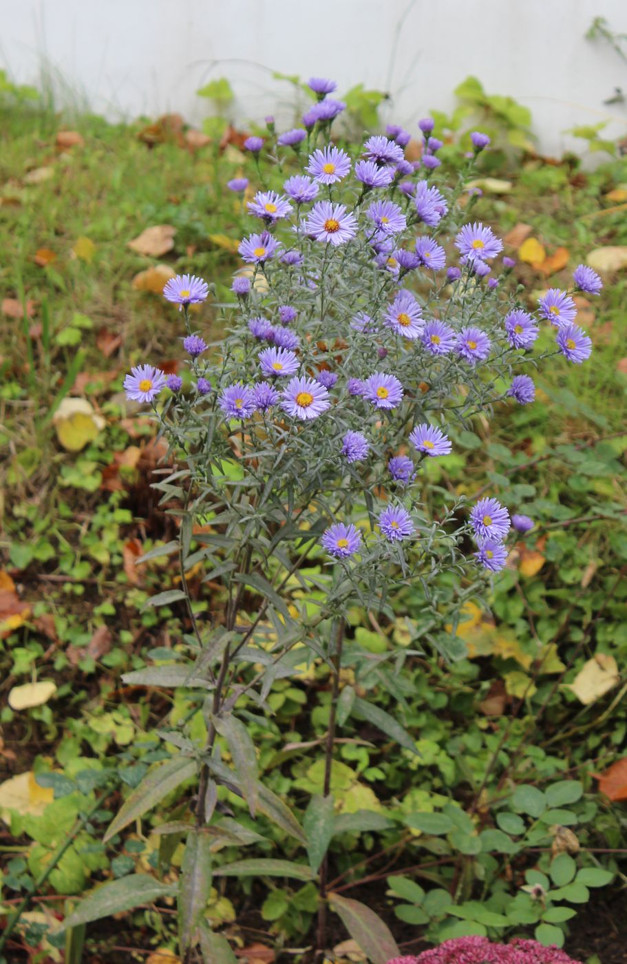 Изображение особи Symphyotrichum novi-belgii.