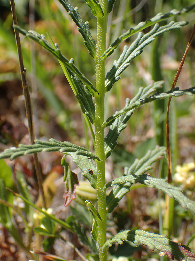 Image of Bellardia trixago specimen.