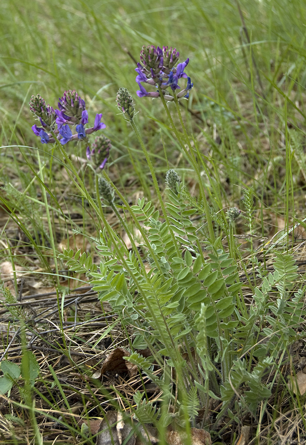 Изображение особи Oxytropis campanulata.