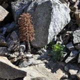 Sedum cyprium