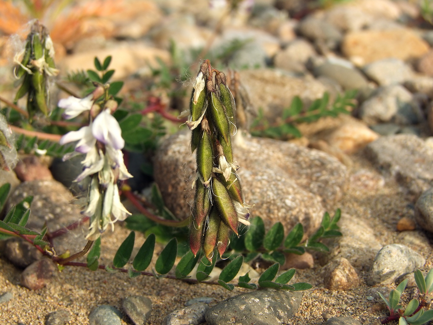 Image of Astragalus alpinus specimen.