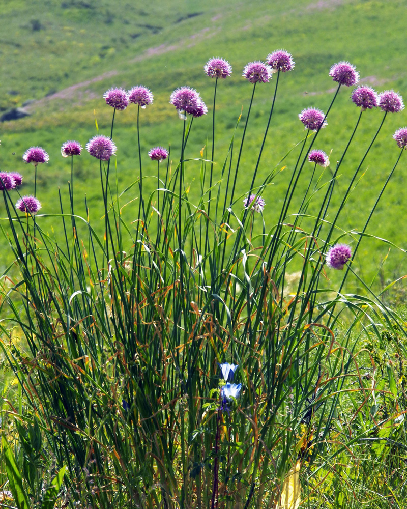 Изображение особи Allium hymenorhizum.