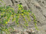 Berberis iberica