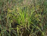 Carex pseudocyperus