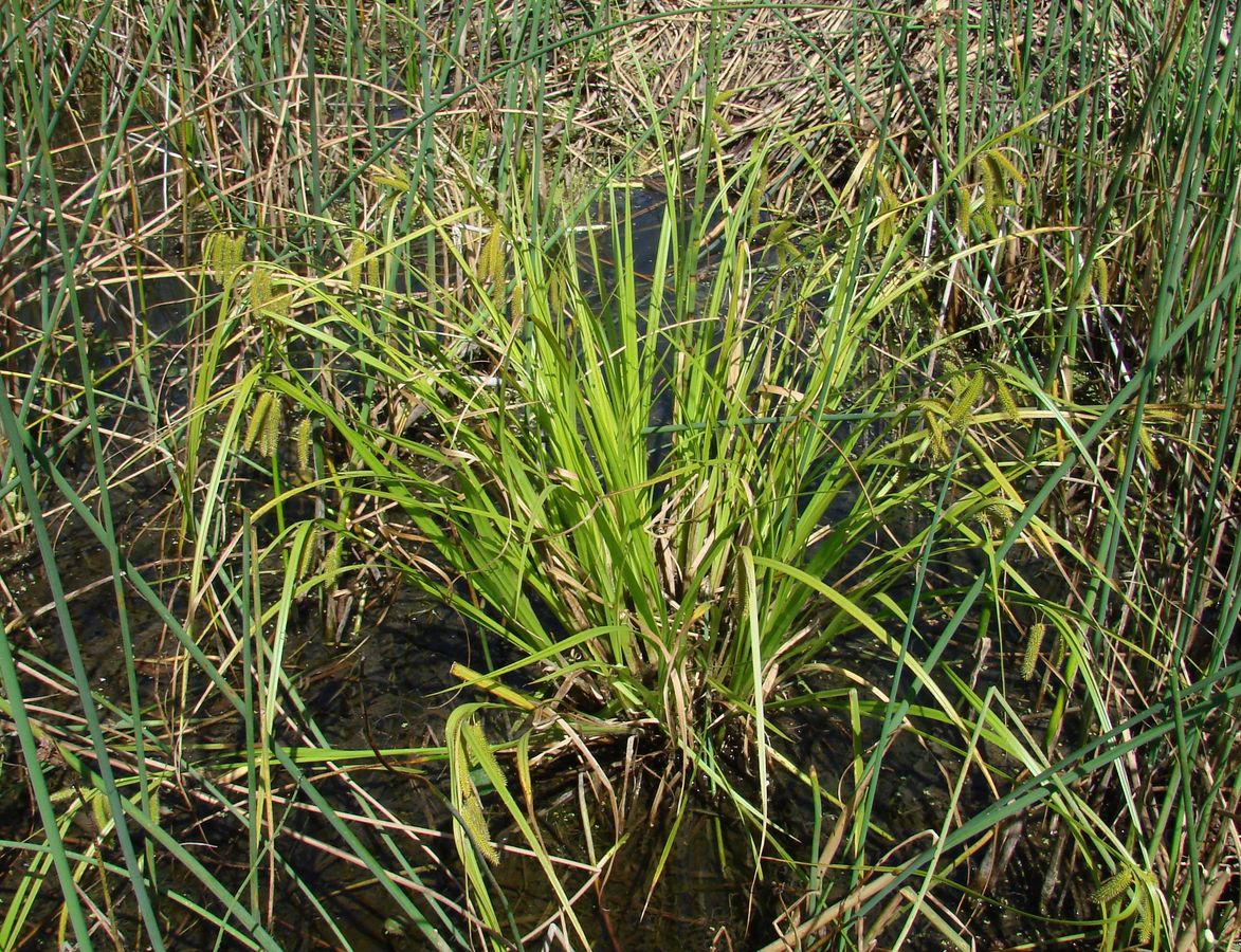 Изображение особи Carex pseudocyperus.