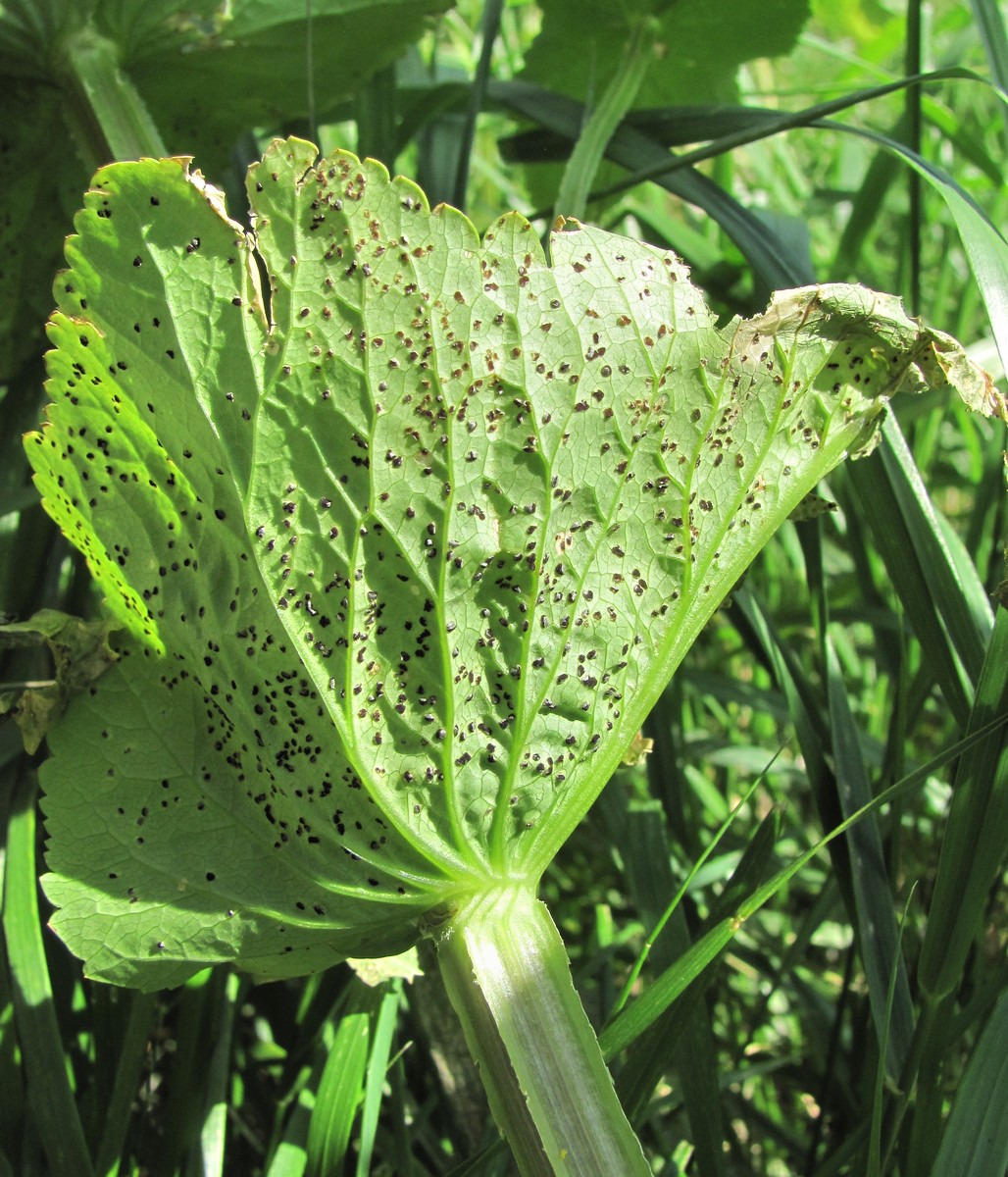 Изображение особи Smyrnium perfoliatum.