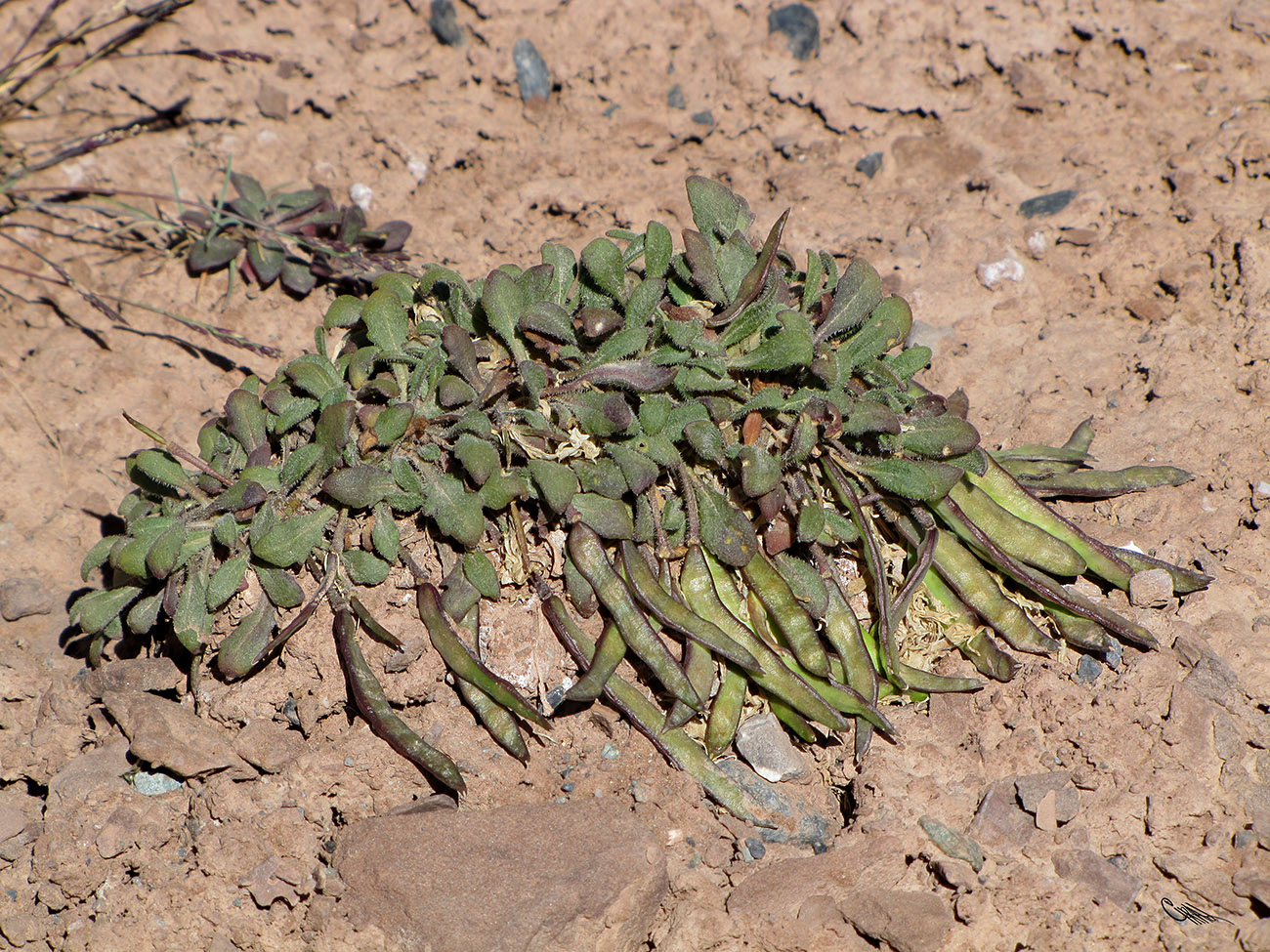 Image of Leiospora pamirica specimen.