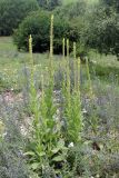 Verbascum thapsus