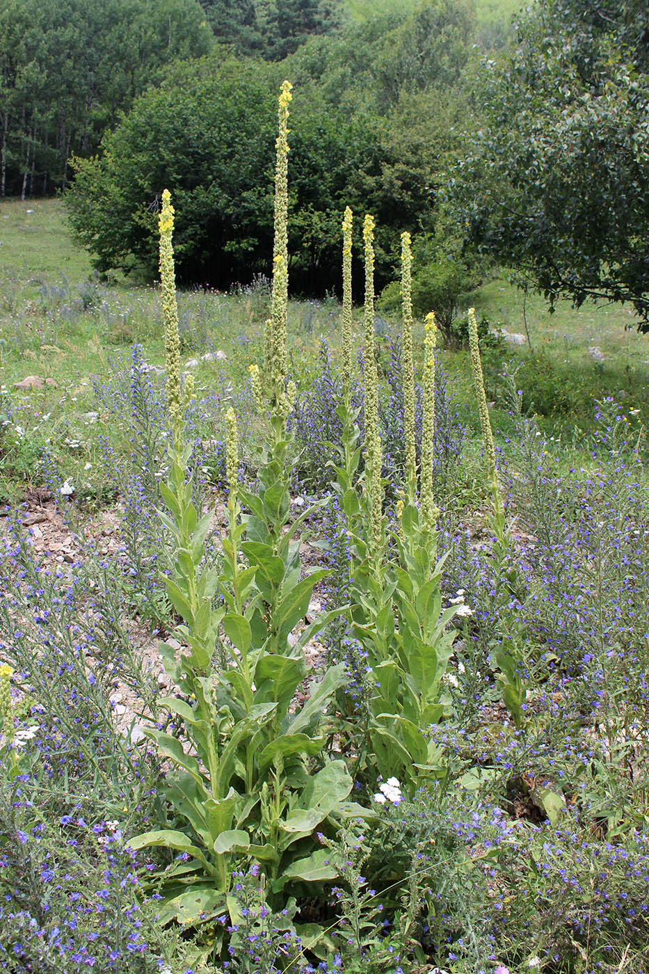 Изображение особи Verbascum thapsus.