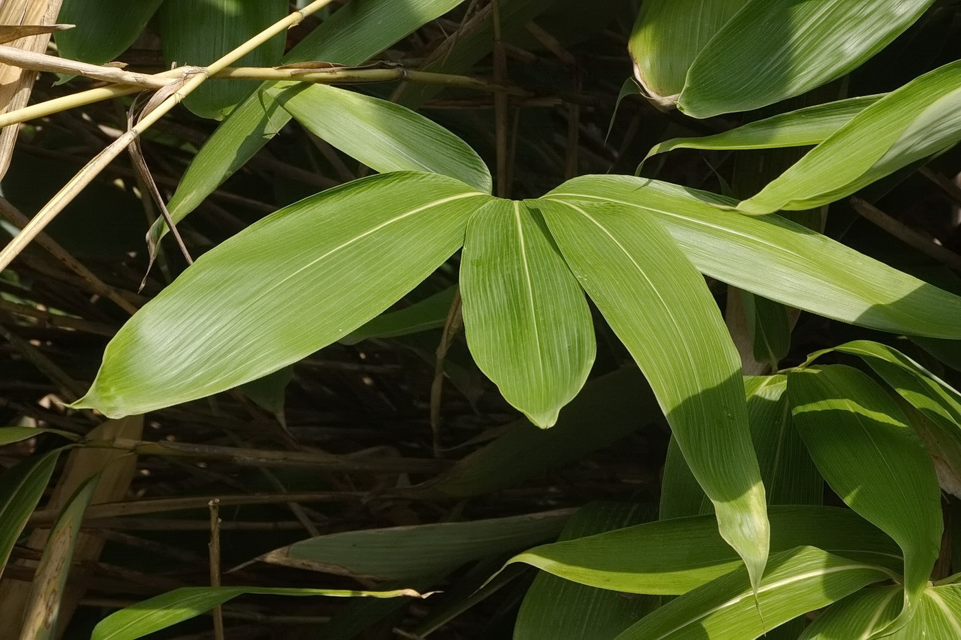 Image of genus Sasa specimen.