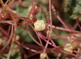 Cuscuta palaestina